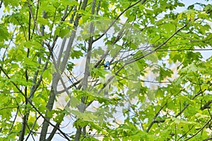 Blue Jay bird