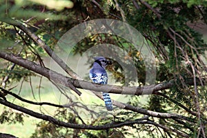 Blue jay bird