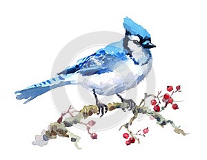 Blue Jay Bird on the branch with Berries Watercolor Winter Snow Illustration Hand Painted on white background