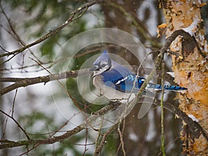 Blue jay bird on branch
