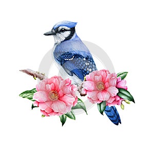 Blue jay bird with camellia flowers. Watercolor illustration. Beautiful pink camellia blossoms with forest bird. Blue