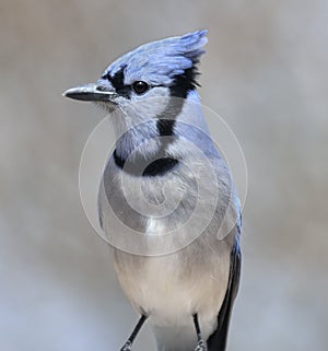 Blue Jay Bird