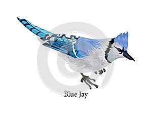Blue jay bird with a colorful feather