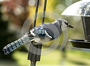 Blue Jay Bird Eyeing up Birdfeeder