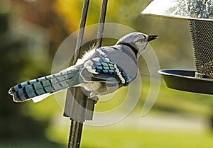 Blue Jay Bird Eyeing up Birdfeeder