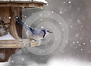 Blue Jay at Bird Feeder Winter