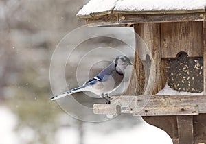 Blue Jay at Bird Feeder Winter