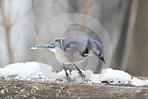 Blue Jay Bird feeding on sunflower seed after a snow.