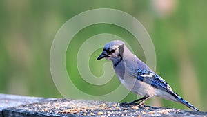 Blue Jay bird on the fence