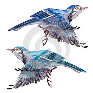 Blue Jay bird flies. Watercolor hand drawn illustration. Blue feathers cute bird character