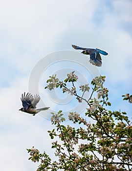 Blue Jay Bird in flight
