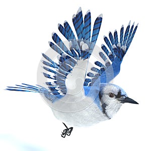 Blue Jay Bird Flying