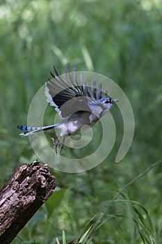 Blue jay bird flying in a forest