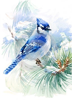 Blue Jay Bird on the Green Pine branch Watercolor Winter Snow Illustration Hand Painted isolated on white background
