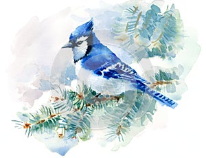 Blue Jay Bird on the Green Pine branch Watercolor Winter Snow Illustration Hand Painted isolated on white background