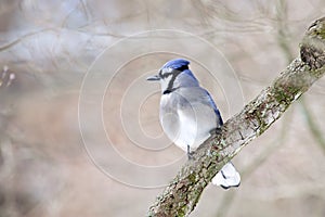 Blue Jay bird on limb