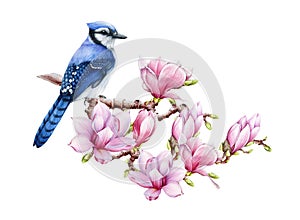 Blue jay bird on magnolia blooming branch. Watercolor illustration. Real watercolor spring illustration. Bright forest