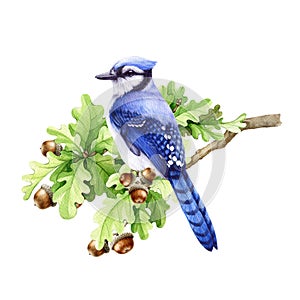 Blue jay bird on the oak tree branch. Watercolor illustration. Hand drawn forest, park, backyards wildlife bird. Blue