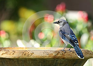 Blue jay bird perched on a birdbath