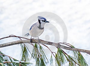 Blue jay bird perched on branch in winter snow