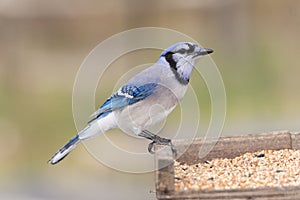 Blue Jay bird