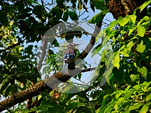 Blue Jay Bird Perched on a Leaf-Filled Tree