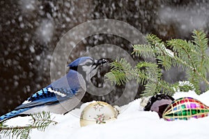 Blue Jay bird perched on a snow covered pine branch in the snow