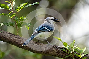A blue jay bird perched on a tree branch in Florida shrubbery