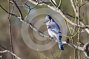 Blue jay bird resting on tree branches