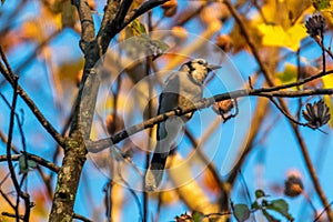 Blue Jay bird resting in a tree