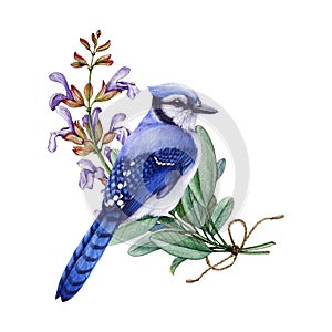 Blue jay bird with sage flowers. Watercolor illustration. Vintage hand drawn floral decor. Retro style blue bird with