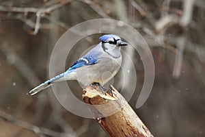 Blue Jay Bird In Snow