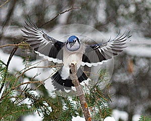 Blue Jay Bird Stock Photos.  Blue Jay Bird flying on a spruce branch tree. Blue Jay Birds winter season