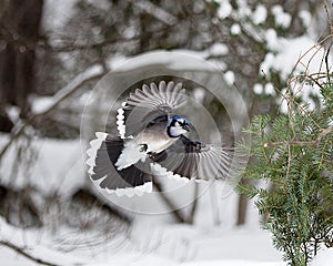 Blue Jay Bird Stock Photos.  Blue Jay Bird  flying winter season bokeh background.