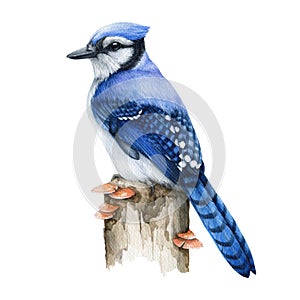 Blue jay bird on the tree stump. Real watercolor illustration. Hand drawn cyanocitta cristata forest wildlife avian