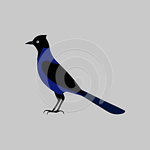 Blue Jay bird vector artwork photo