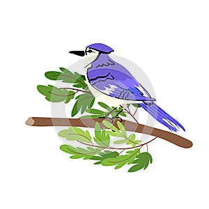 Blue jay bird. Vector flat style. Isolated on white background