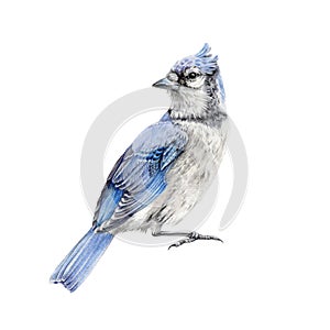 Blue jay bird watercolor illustration. Hand drawn North America wild song bird Cyanocitta cristata. Blue jay side view image.