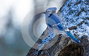 Blue jay bird in winter