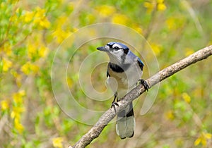 A Blue Jay bird with yellow flower backgound