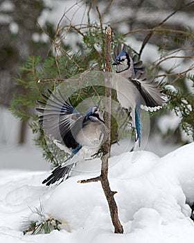 Blue Jay Bird Stock Photos.  Blue Jay Birds flying on a branch with bokeh background winter season