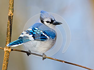 Blue Jay