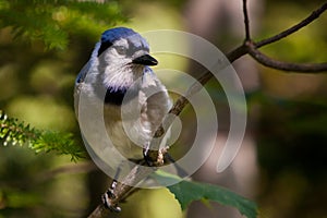 Blue Jay on a branch