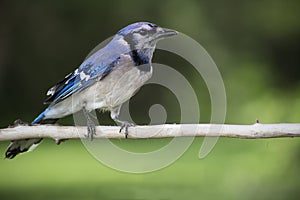 Blue jay on a branch