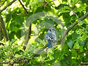 Blue Jay on a Branch: A blue jay turns their head back over shoulder while perched in a leafy green tree showing off brilliant