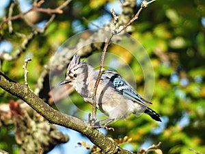 Blue Jay on a Branch: A brilliant blue colored blue jay perched on a branch soaking in the sunshine