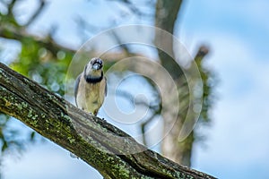 Blue Jay on a Branch Looking Forward