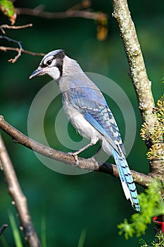 Blue Jay Branch Perched Dark Forest Green Background - Cyanocitta cristata