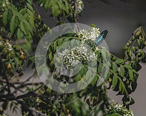 A Blue Jay Butterfly