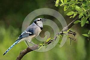 Blue Jay Calls